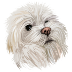 Maltese Head Sticker