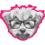Maltese In Glasses Sticker