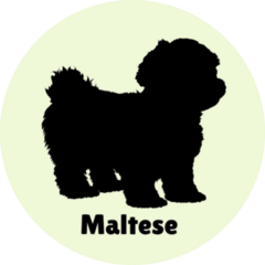 Maltese Lettering Sticker