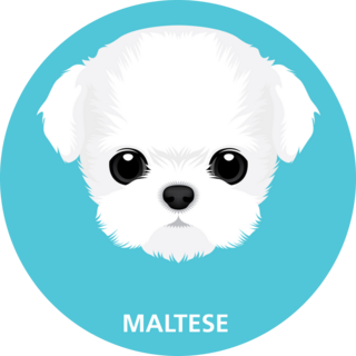Maltese On Blue Sticker