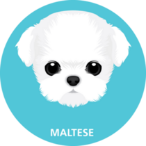 Maltese On Blue Sticker