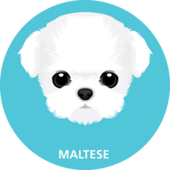 Maltese On Blue Sticker