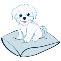 Maltese On Pillow Sticker