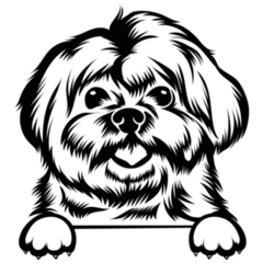 Maltese Peeking Sticker