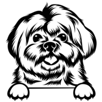 Maltese Peeking Sticker