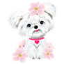 Maltese Pink Flowers Sticker