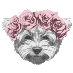 Maltese Poodle Floral Sticker