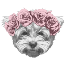 Maltese Poodle Floral Sticker