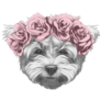 Maltese Poodle Floral Sticker