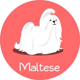 Maltese Text Cartoon Sticker