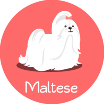 Maltese Text Cartoon Sticker