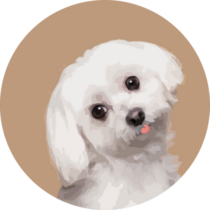 Maltese Tilting Head Sticker
