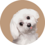 Maltese Tilting Head Sticker