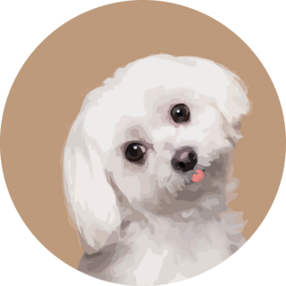 Maltese Tilting Head Sticker