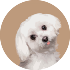 Maltese Tilting Head Sticker