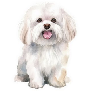 Maltese Watercolor Sticker