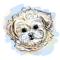 Maltese Watercolor Sticker