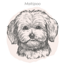 Maltipoo Drawn Ink Sticker