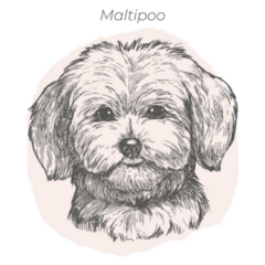 Maltipoo Drawn Ink Sticker