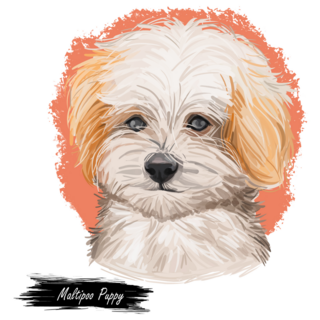 Maltipoo Puppy Sticker