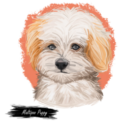 Maltipoo Puppy Sticker