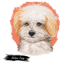 Maltipoo Puppy Sticker