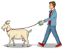 Man Walks With Goat On Leash Pop Art Sticker
