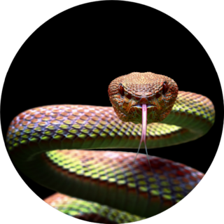 Mangrove Pit Viper Snake Closeup Face Sticker