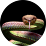 Mangrove Pit Viper Snake Closeup Face Sticker