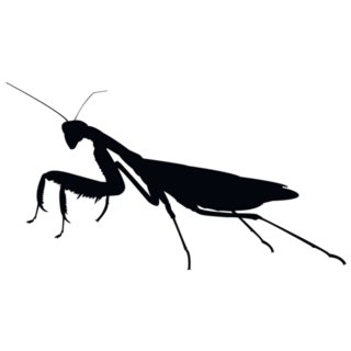 Mantis Religiosa Sticker