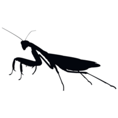 Mantis Religiosa Sticker