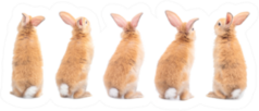 Many Variety Action Of Orange-brown Cute Baby Rabbit Sticker