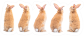 Many Variety Action Of Orange-brown Cute Baby Rabbit Sticker