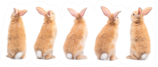 Many Variety Action Of Orange-brown Cute Baby Rabbit Sticker