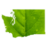 Map Of Washington Made Of Green Leaf Sticker