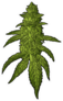 Marijuana Leaves And Buds Sticker