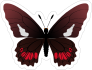 Maroon Butterfly Sticker