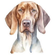 Mature Vizsla Watercolor Sticker