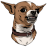 Mean Chihuahua Sticker