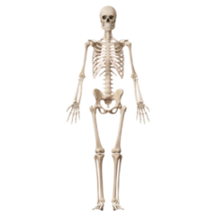 Medical 3d Illustration Of The Male Skeleton