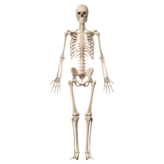 Medical 3d Illustration Of The Male Skeleton