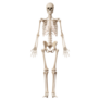 Medical 3d Illustration Of The Male Skeleton