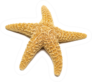Mediterranean Starfish On A White Sticker