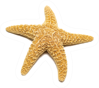 Mediterranean Starfish On A White Sticker