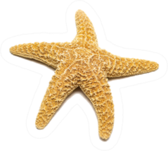 Mediterranean Starfish On A White Sticker