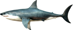 Megalodon Side Profile Shark Sticker