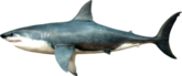 Megalodon Side Profile Shark Sticker