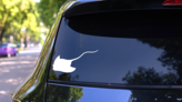 Mellow Stingray Manta Ray Sticker on a Rear Car Window (New) example