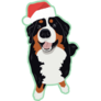 Merry Xmas Bernese Sticker 