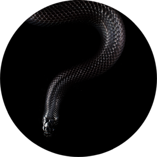 Mexican Black King Snake Sticker
